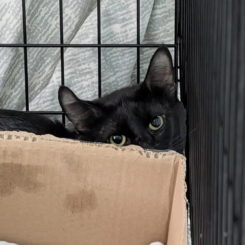 A young medium-sized male Black Domestic Short Hair cat named Lockhart for adoption in Tacoma, WA