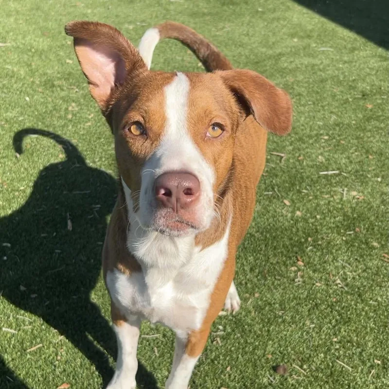 An adult large-sized male Brown / Chocolate Mixed Breed dog named Pookie for adoption in LOXAHATCHEE, FL