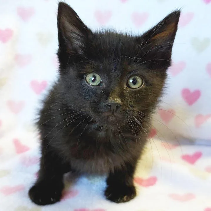 A baby small-sized male Black Domestic Short Hair cat named Thyme for adoption in Mount Juliet, TN