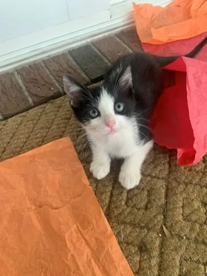 A baby small-sized male Domestic Short Hair cat named A Gus for adoption in North Charleston, SC