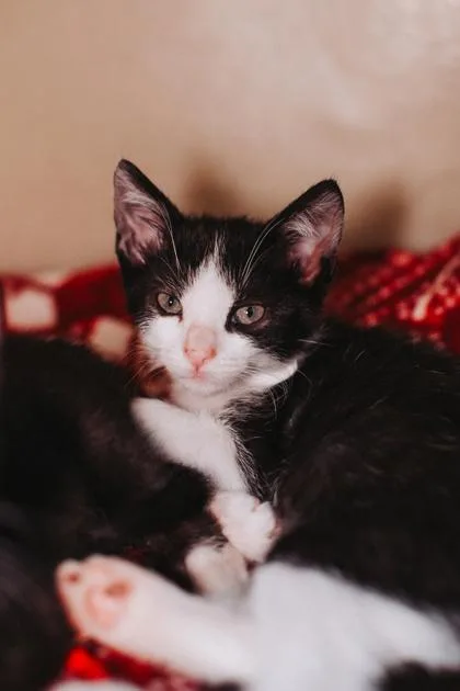 A Gus thumbnail 3
