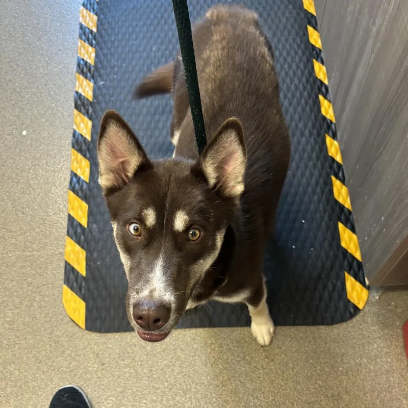 A young medium-sized female Brown / Chocolate Siberian Husky dog named Lyrica for adoption in Council Bluffs, IA