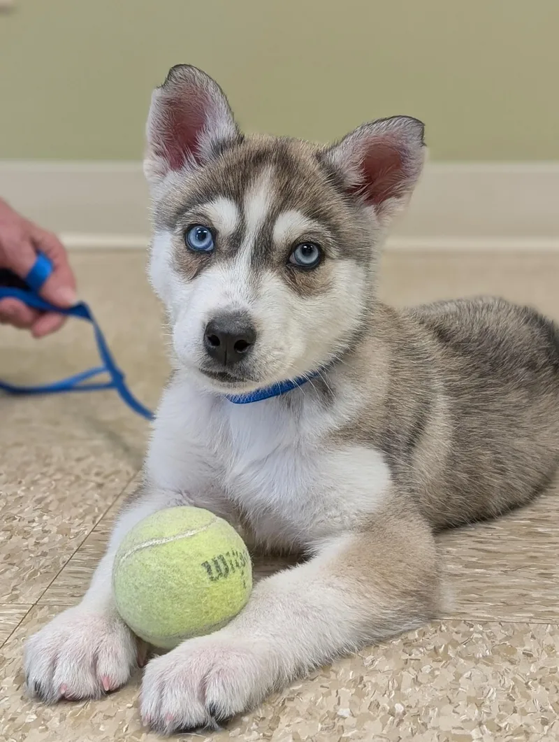 A baby medium-sized male Siberian Husky dog named Parker for adoption in Hastings, NE
