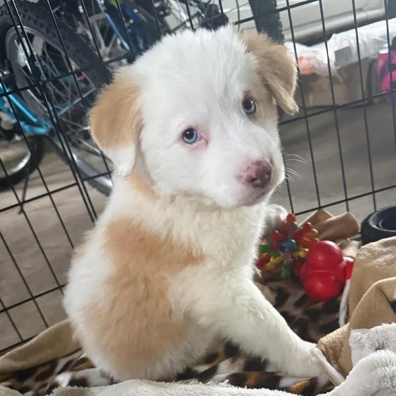 A baby medium-sized female White / Cream Australian Shepherd dog named Cessna for adoption in Rockville, MD