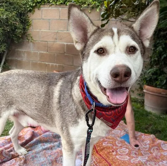 An adult large-sized male Siberian Husky dog named Vince for adoption in Naperville, IL