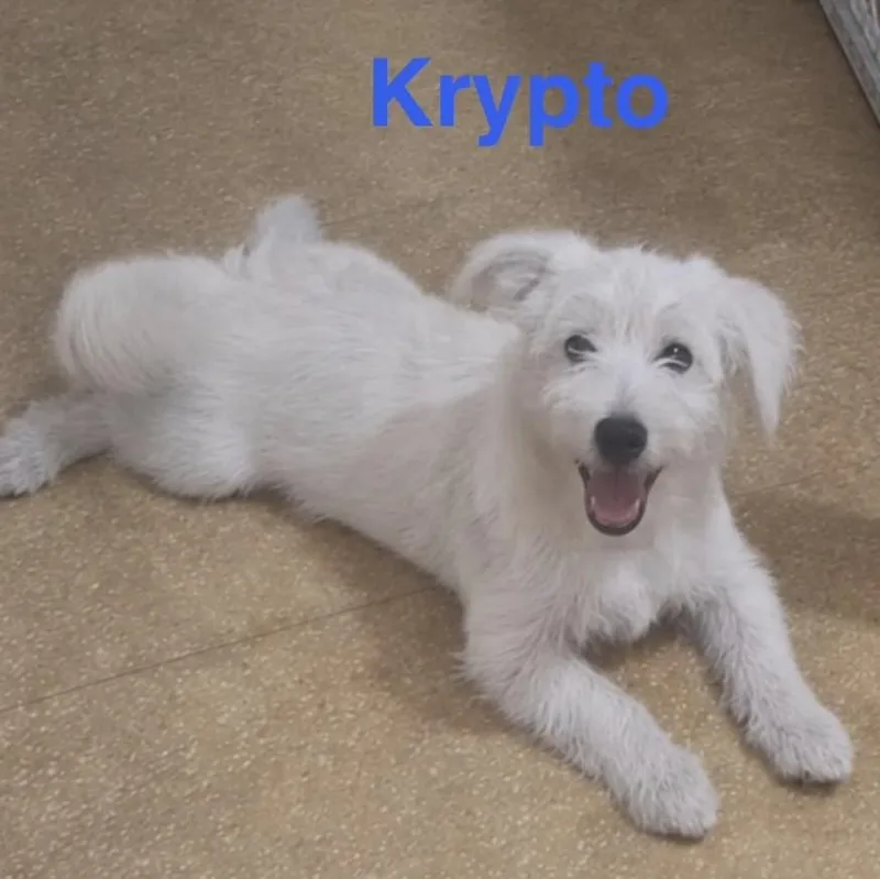 A baby medium-sized male White / Cream Terrier dog named Krypto for adoption in Albany, NY