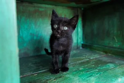 A baby small-sized female Domestic Short Hair cat named Ruffles for adoption in San Antonio, TX