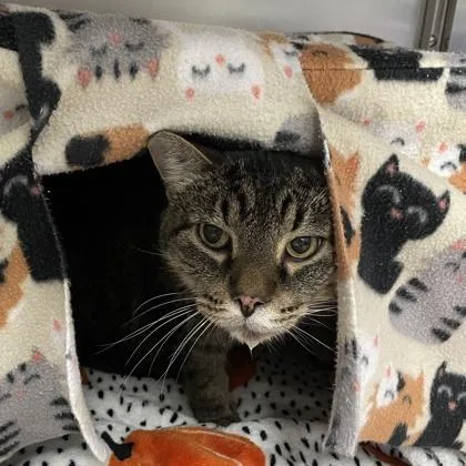 A senior medium-sized male Domestic Short Hair cat named Grogan for adoption in Wheaton, IL
