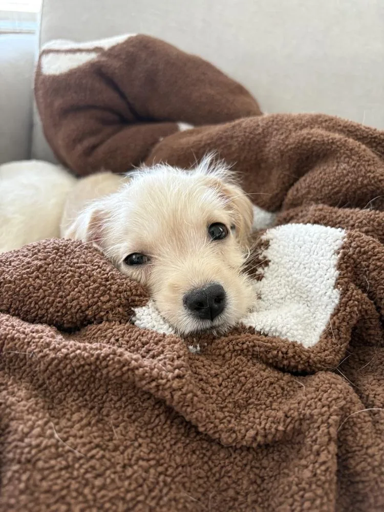 A baby small-sized male White / Cream Border Terrier dog named Scout for adoption in Lancaster, CA