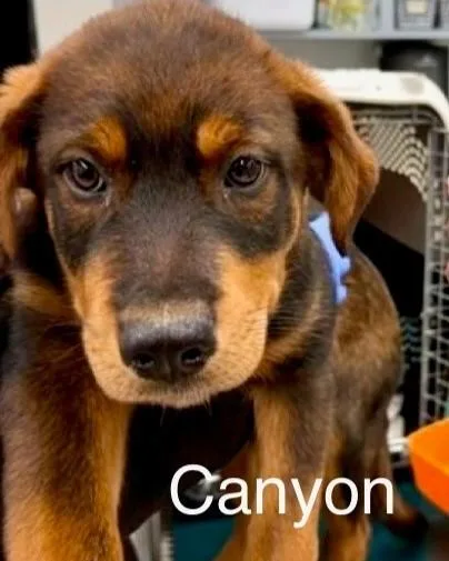 A baby medium-sized male Brown / Chocolate German Shepherd Dog dog named Canyon for adoption in Midway City, CA
