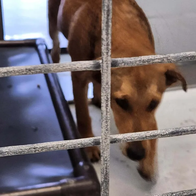 A young medium-sized male Yellow / Tan / Blond / Fawn Mixed Breed dog named Woody for adoption in Bastrop, TX