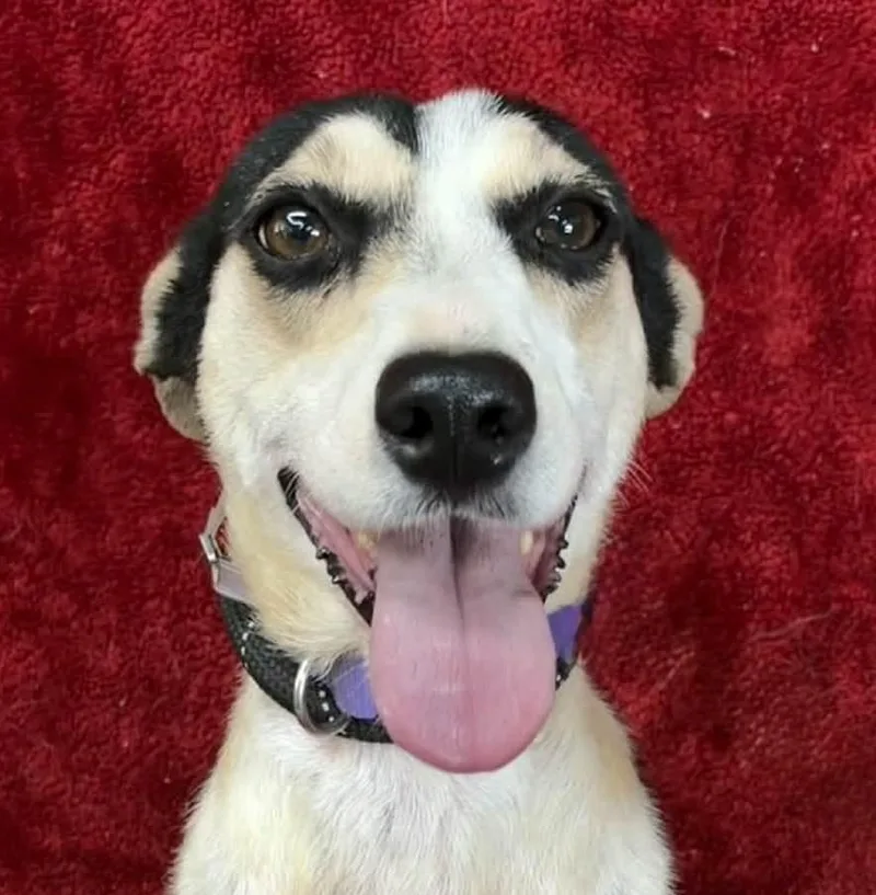 An adult medium-sized female Tricolor (Brown, Black, & White) Border Collie dog named Jess for adoption in Newport, TN