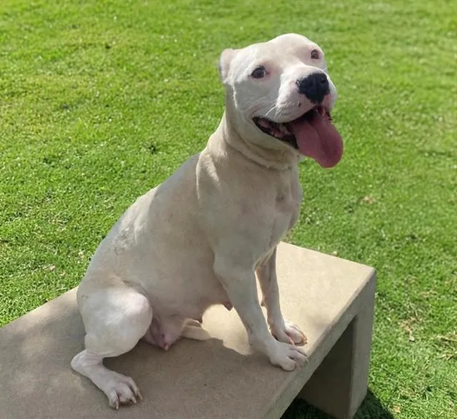 An adult medium-sized female Pit Bull Terrier dog named Satsuki for adoption in Castaic, CA