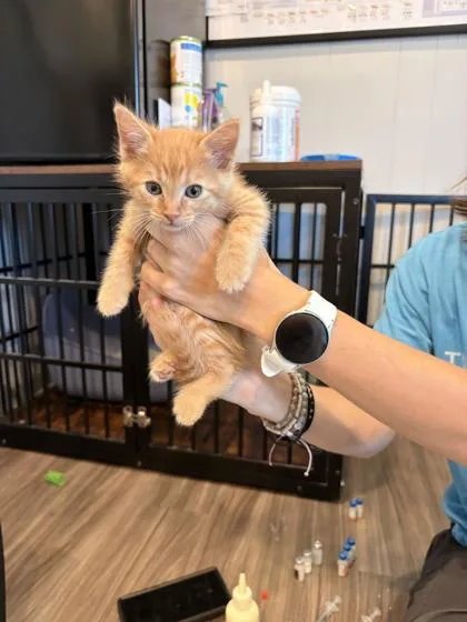 A baby small-sized female Domestic Short Hair cat named Reba for adoption in Paducah, KY