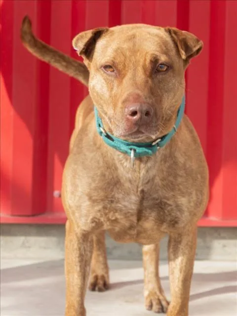An adult medium-sized female Pit Bull Terrier dog named Cholula for adoption in Tracy, CA