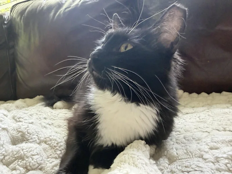 An adult medium-sized female Black & White / Tuxedo Domestic Long Hair cat named Oreo for adoption in Wheaton, IL