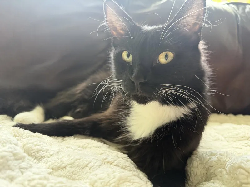 Oreo thumbnail 3