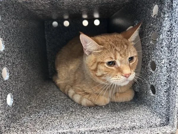 An adult large-sized male Domestic Short Hair cat named Papa for adoption in New York, NY