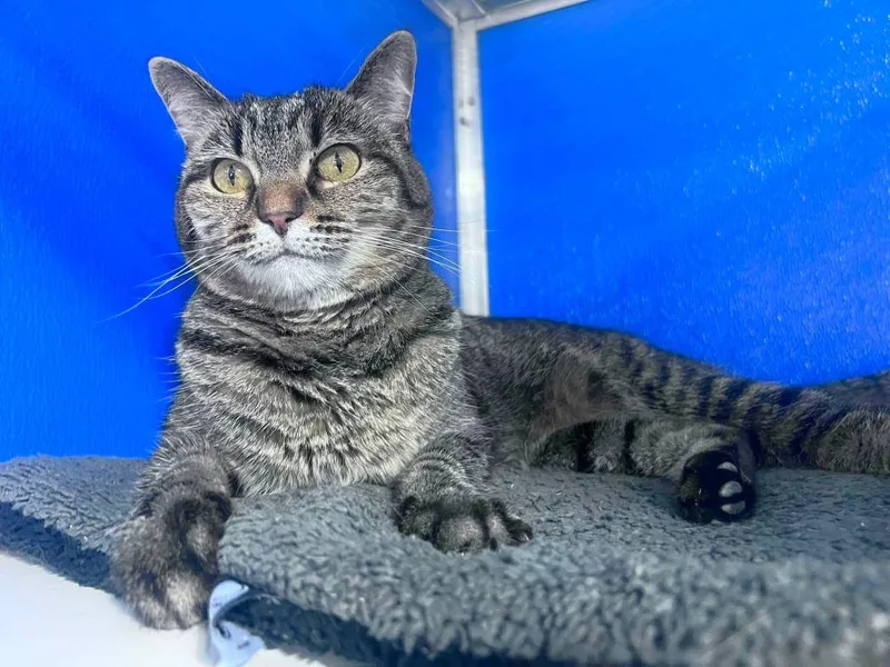 An adult medium-sized female Domestic Short Hair cat named Yeye for adoption in Colorado Springs, CO