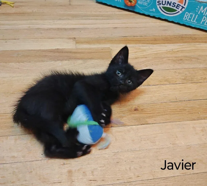 A baby small-sized male Black Domestic Short Hair cat named Javier for adoption in Topeka, KS
