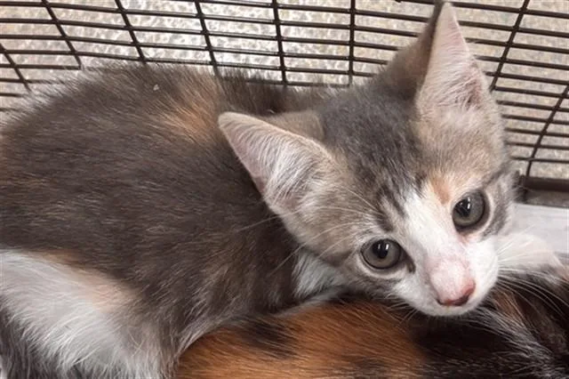 A baby small-sized female Domestic Short Hair cat named Fridays for adoption in Fort Lauderdale, FL