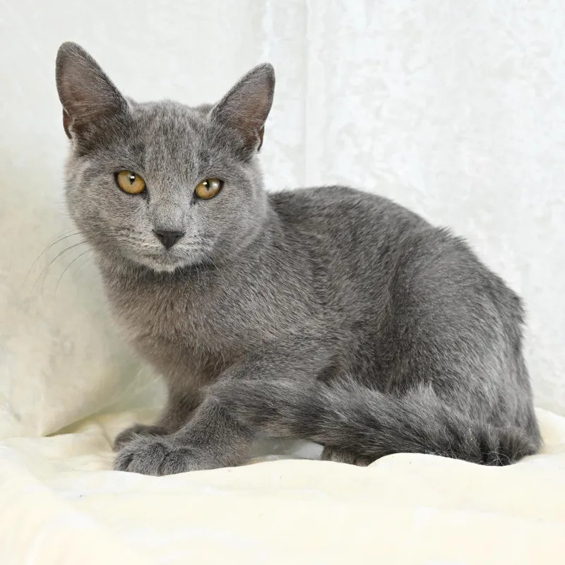 A baby small-sized female Gray / Blue / Silver Domestic Short Hair cat named Jada for adoption in Mobile, AL