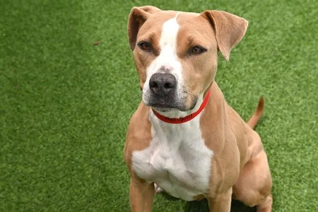 A young medium-sized female American Staffordshire Terrier dog named Marigold for adoption in Fort Lauderdale, FL