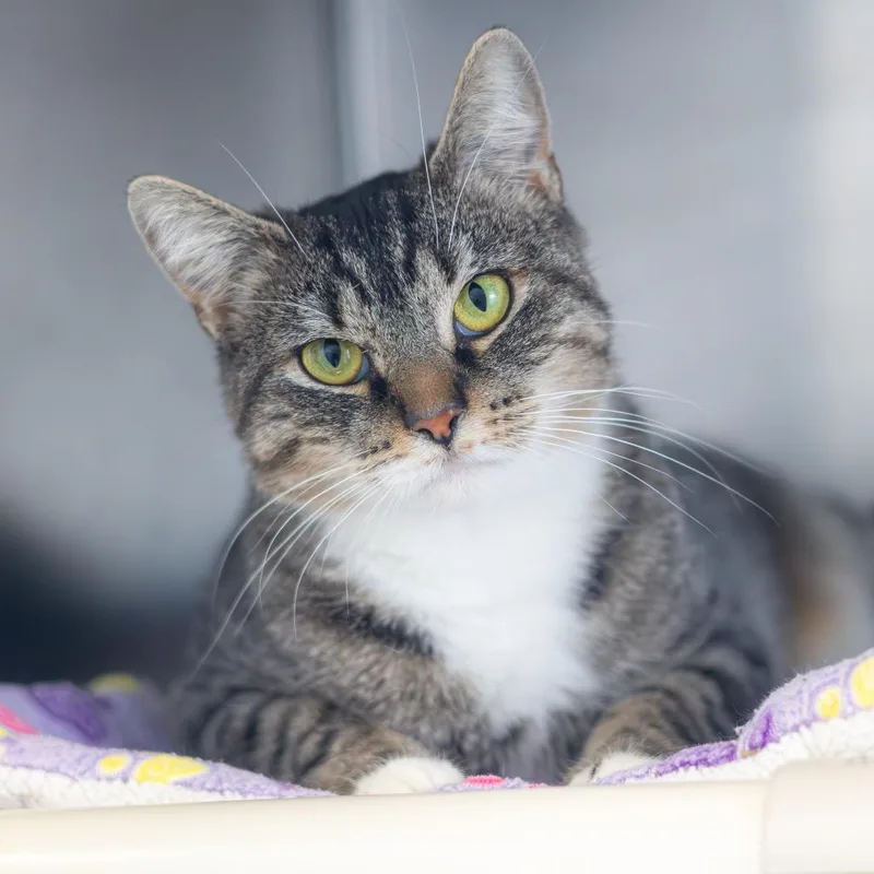 A young large-sized female Brown / Chocolate Domestic Short Hair cat named Freda for adoption in Wilmington, DE