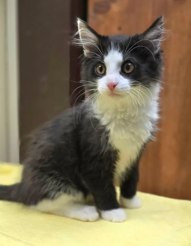 Sidney Pawsby