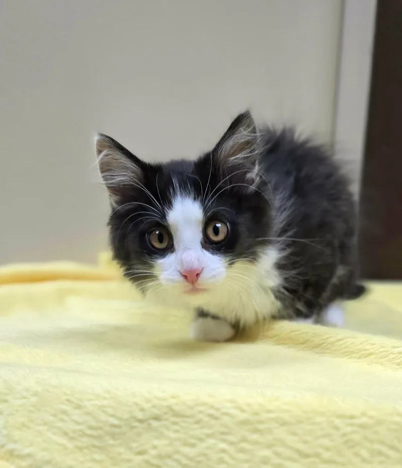Sidney Pawsby thumbnail 2