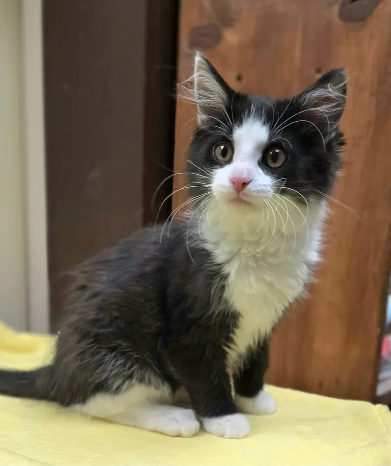 Sidney Pawsby thumbnail 3