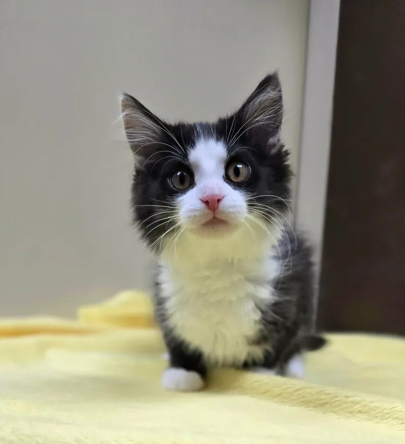 Sidney Pawsby thumbnail 4