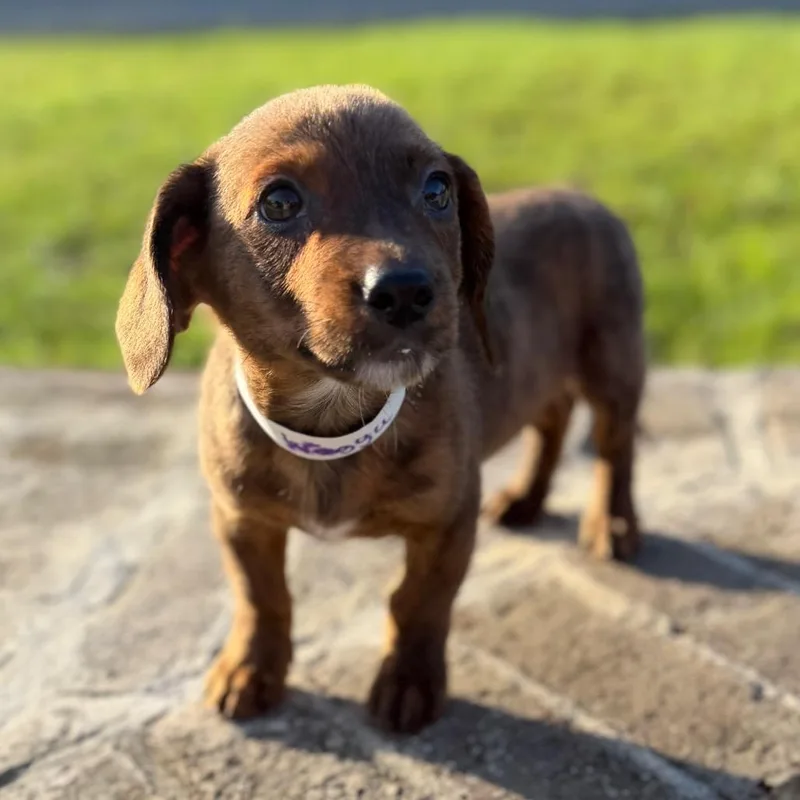 A baby small-sized male Brindle Dachshund dog named Wagyu for adoption in Baton Rouge, LA