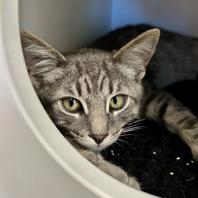 A baby medium-sized male Tabby (Gray / Blue / Silver) Tabby cat named Ritz for adoption in Grand Rapids, MI