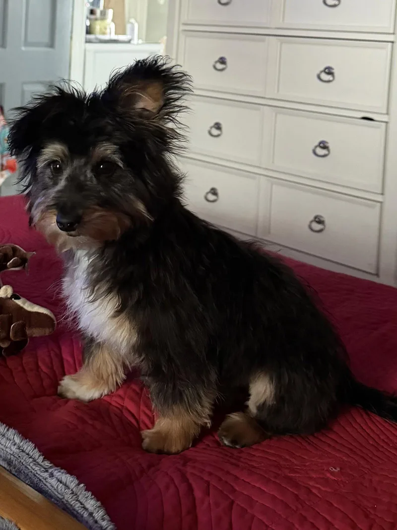 Bella