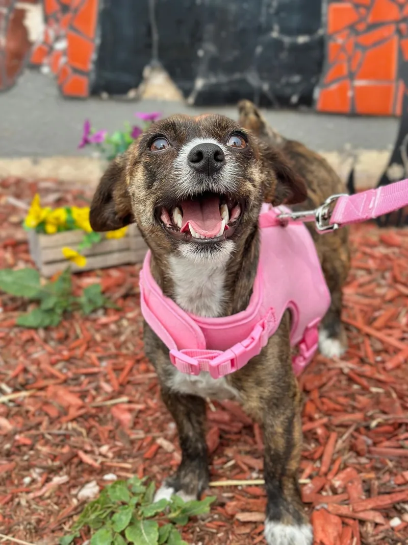 An adult small-sized female Brown / Chocolate Chihuahua dog named Gabi for adoption in Miami, FL