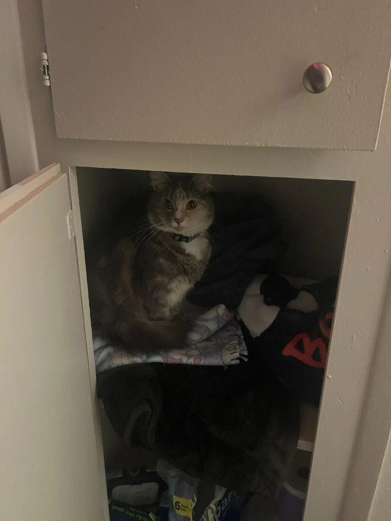 An adult medium-sized female Domestic Short Hair cat named CM Luna for adoption in Battle Ground, WA