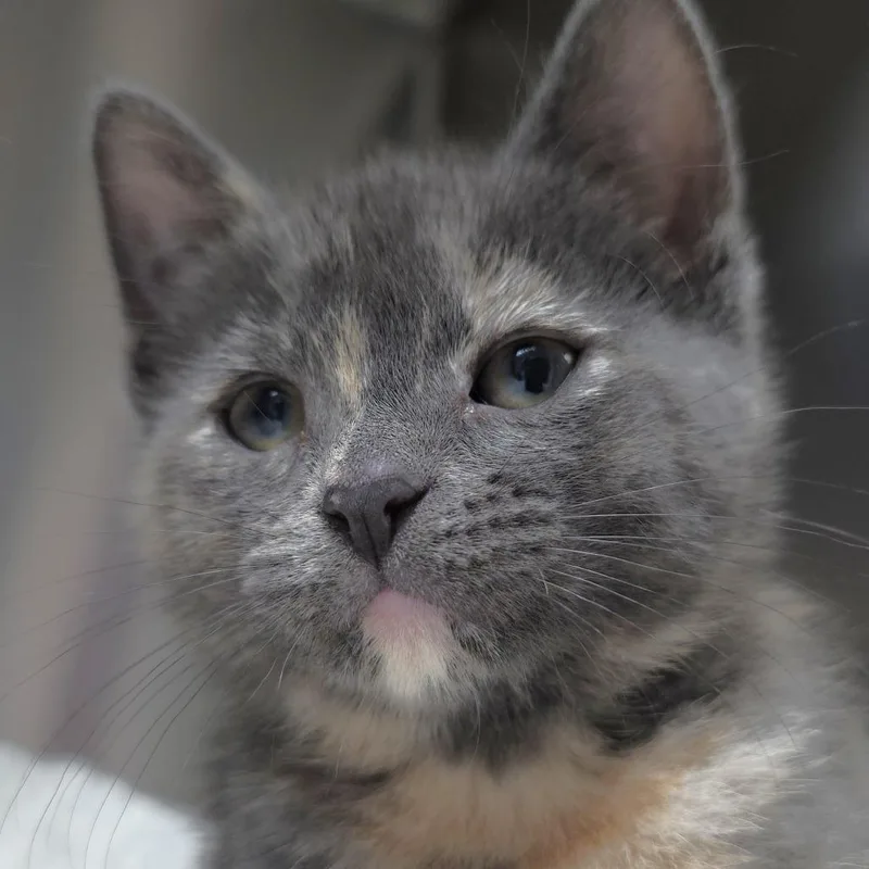 A baby small-sized female Tortoiseshell Domestic Short Hair cat named Alabama for adoption in Michigan City, IN