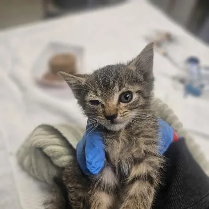 A young medium-sized female Domestic Short Hair cat named Chappell for adoption in Kansas City, MO