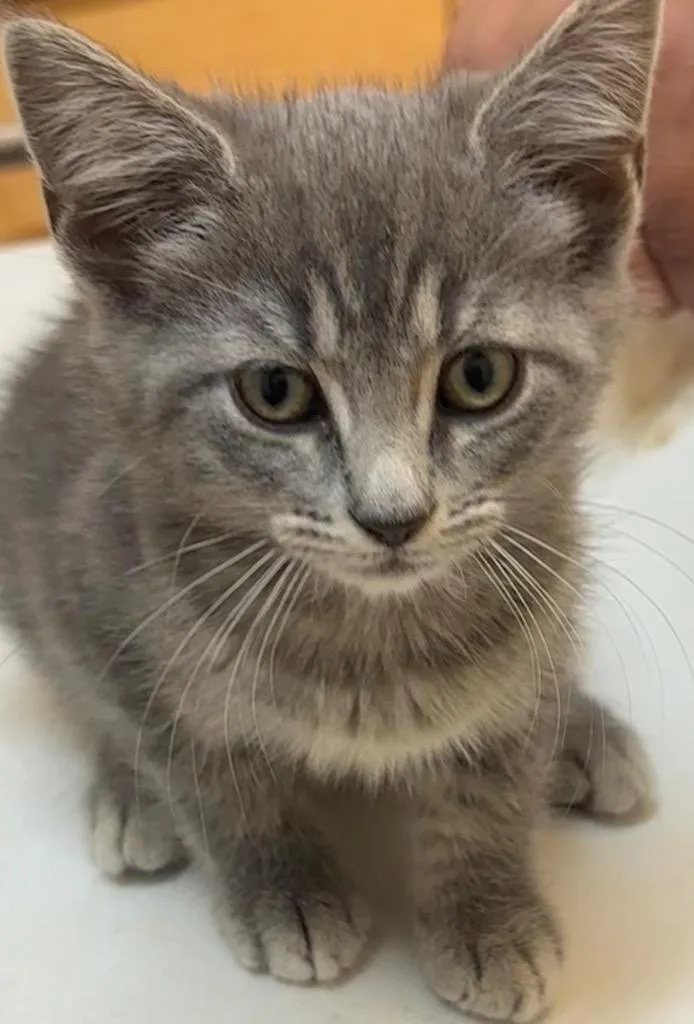 A baby small-sized female Domestic Short Hair cat named Brook for adoption in Elizabethton, TN