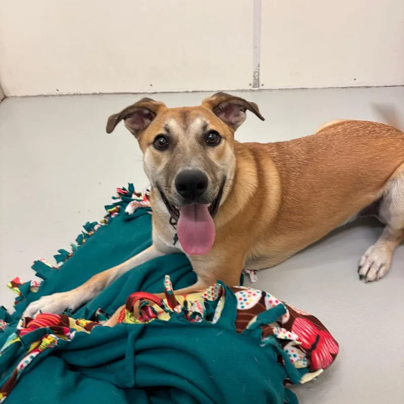 A young medium-sized male Brown / Chocolate Mixed Breed dog named Bruno for adoption in Milan, IL