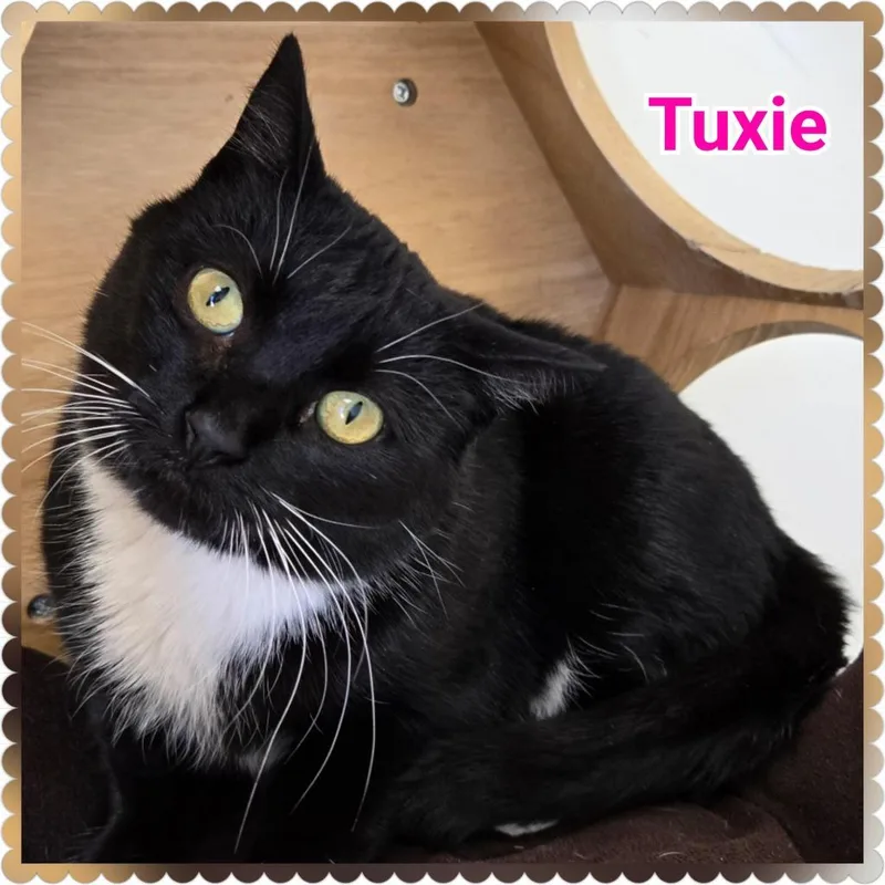 A young medium-sized female Domestic Short Hair cat named Tuxie for adoption in North Saint Paul, MN