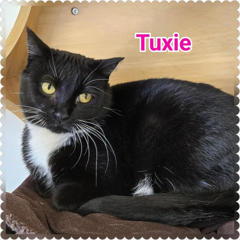 Tuxie thumbnail 3