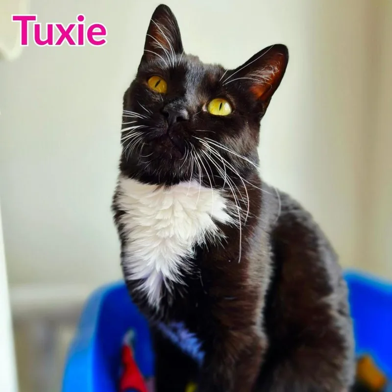 Tuxie thumbnail 4