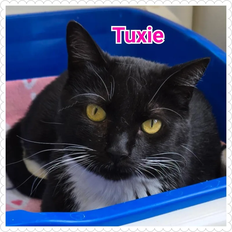Tuxie thumbnail 5