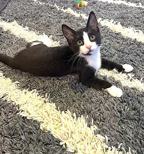 A baby small-sized male Domestic Short Hair cat named James Bond for adoption in Sacramento, CA