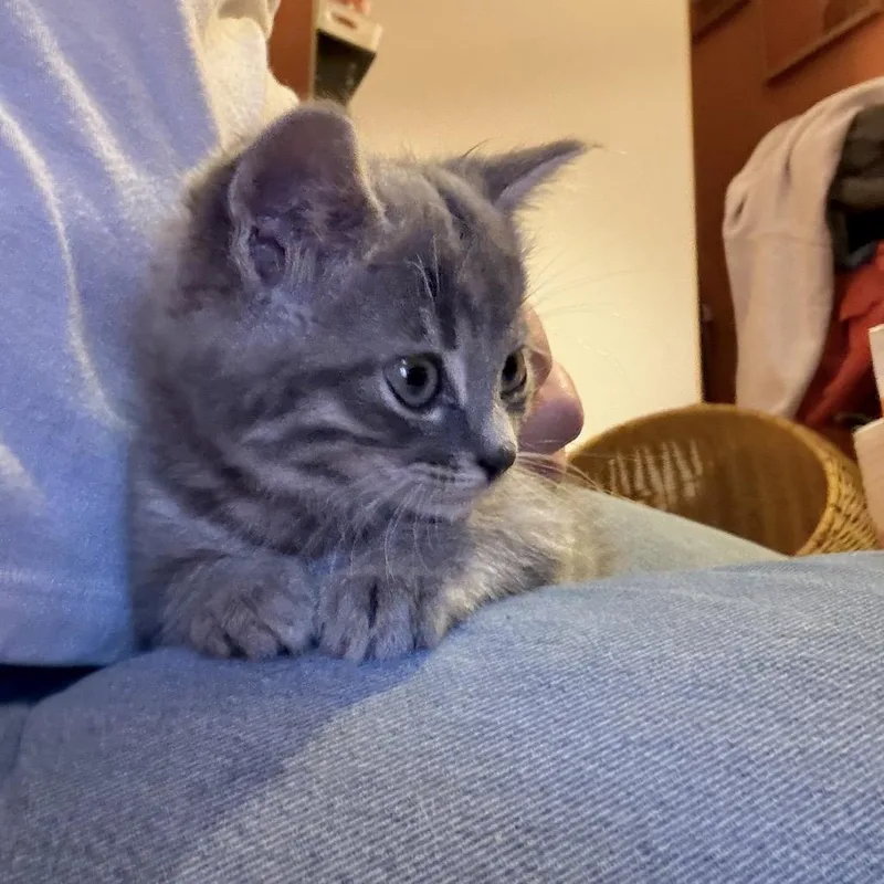 A baby small-sized male Gray / Blue / Silver Domestic Short Hair cat named Lemon Pepper for adoption in Middle Village, NY