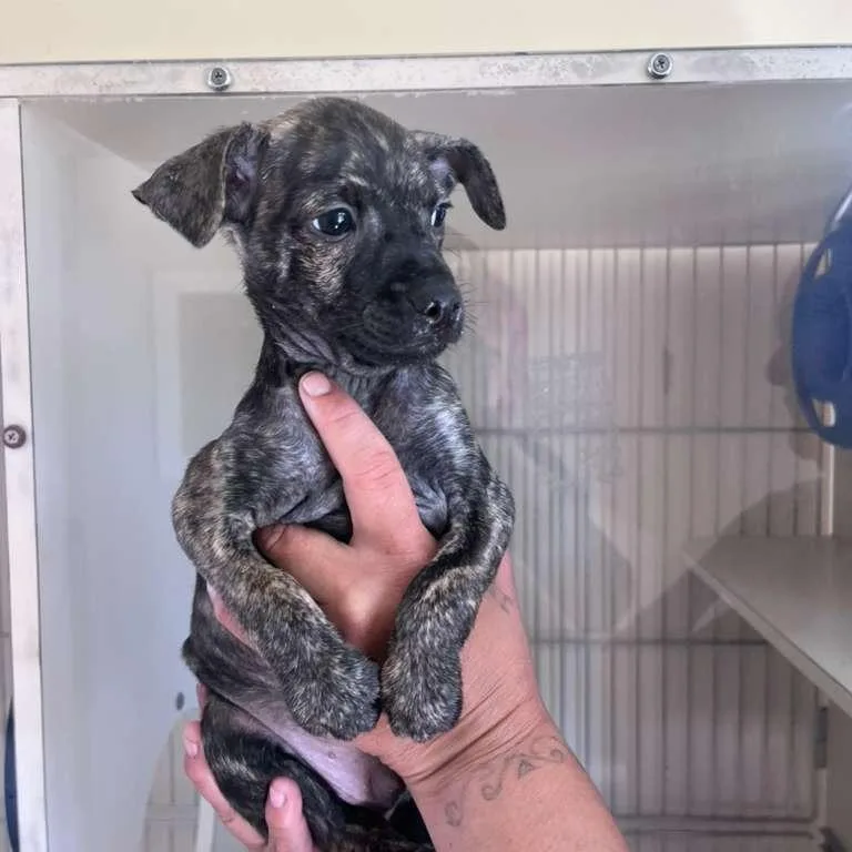 A baby small-sized male Black Chihuahua dog named Percy for adoption in San Pablo, CA