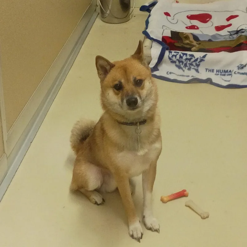 An adult small-sized male Red / Chestnut / Orange Shiba Inu dog named Socks for adoption in Phoenixville, PA