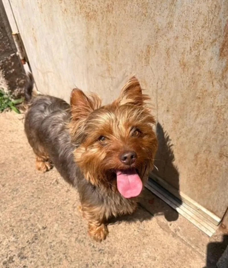 A young small-sized male Silky Terrier dog named Rocky Raccoon for adoption in Torrington, CT